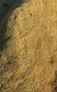 کاه عدس