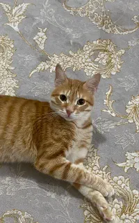 فروش گربه ۲ ساله نر