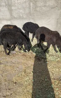 5 راس گوسفند نر