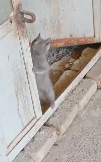راشن بلو روسی