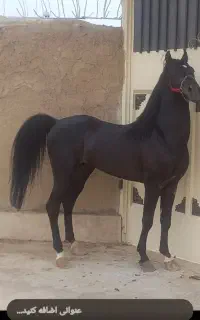 نریان کرد  مشکی