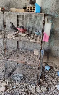 جفتگاه‌فروشی