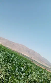 سرکارگری برای انواع کار کشاورزی
