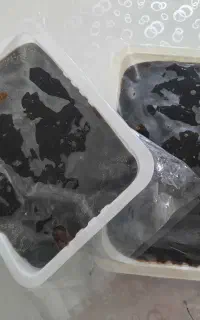 قره قروت گوسفندی