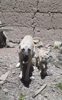 ماده بز