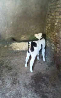 گاو گوساله