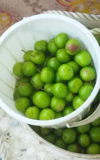 آلوچه شیرین محلی