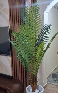تولیدکننده مستقیم درختچه وارداتی برگ‌ لمسی عمده تک