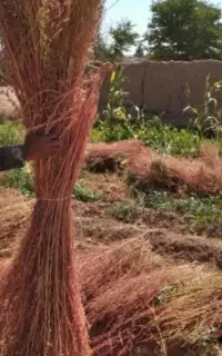 جارو