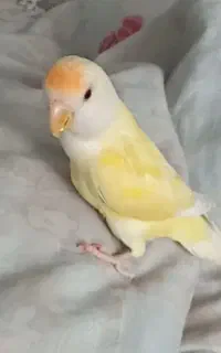 پرنده