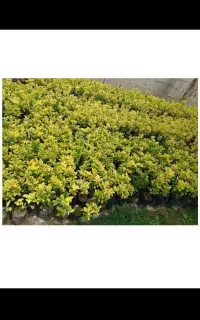 فروش گل