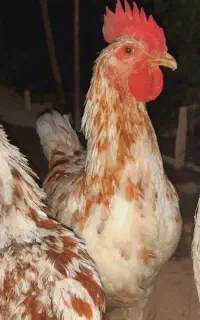 خروس نژاد لوهمن
