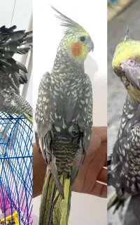 عروس گلباقالی دستی