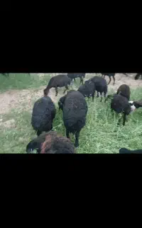 ۴۰ راس میش قره قزل اصل میاندواب
