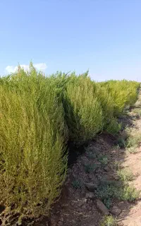 جارو شهرداری