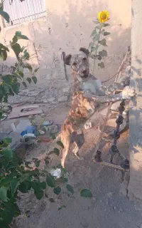 توله سراب
