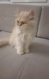 بچه گربه سه ماه پرشین نر
