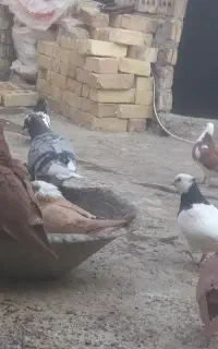 کفتر