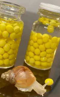 خاویار حلزون
