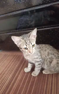 واگذاری رایگان گربه ی دی اس اچ