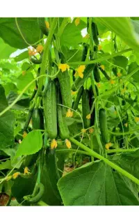 ارقام بازار پسند گلخانه ای گوجه فرنگی، فلفل ، خیار