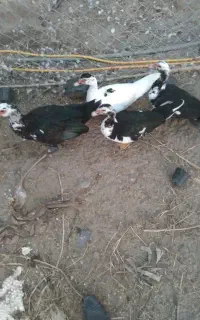 اردک اسراییلی ۱نر و ۳تا ماده