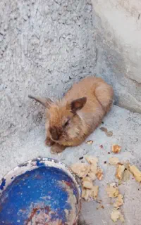 خرگوش لپی