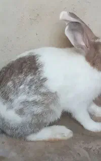 خرگوش نر و ماده بزرگ