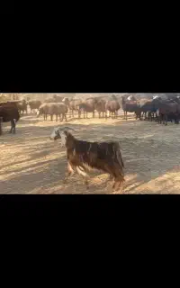 بز داشتی