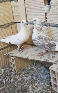 قالیچه طرح عکس جفت ۴۵۰