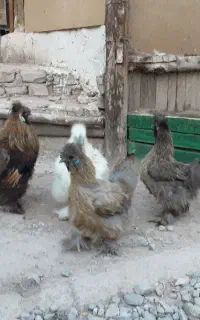 جوجه ابریشمی