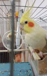 یک جفت عروس هلندی نر و ماده با قفس