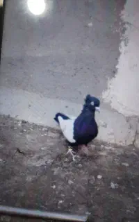 کبوتر گمشده