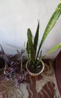 گل زیبا هردوباهم۵۰۰