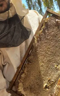 عسل بهاره 40گیاه خالص