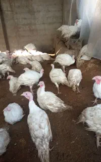 بوقلمون کشتاری بیوتی