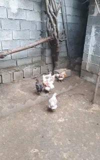 جوجه ویاندوت