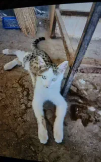 گربه گمشده