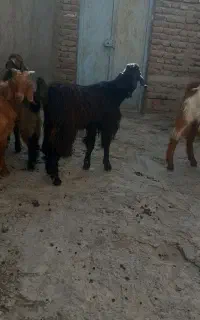 بزغاله ۴ عدد