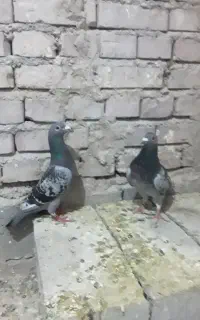 کبوتر پلاکی