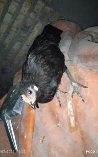 جوجه محلی