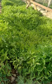 نشاء گوجه درجه یک اصلاح  شده