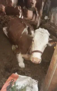 فروش و خرید انواع گاو افتاده کسل