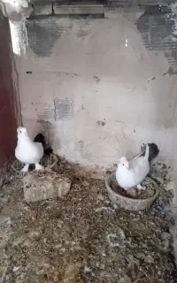 کبوتر  دم سیاه وپلاکی