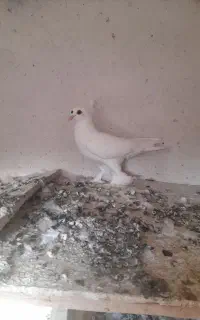 ۴ عدد کبوتر لوتی و تهرانی