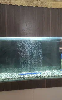 اکواریوم به همراه لجن خوار