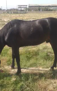 اسب نریون