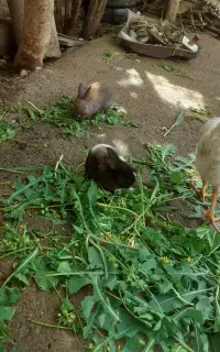 بچه خرگوش