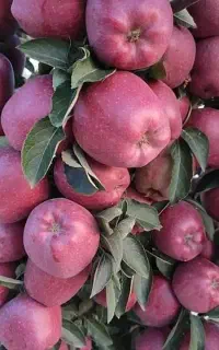 تولید نهال ریشه پرس لیبل دار