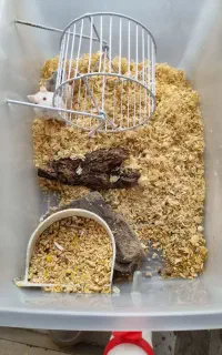 یک جفت همستر مولد کمپل نژاد دار رام